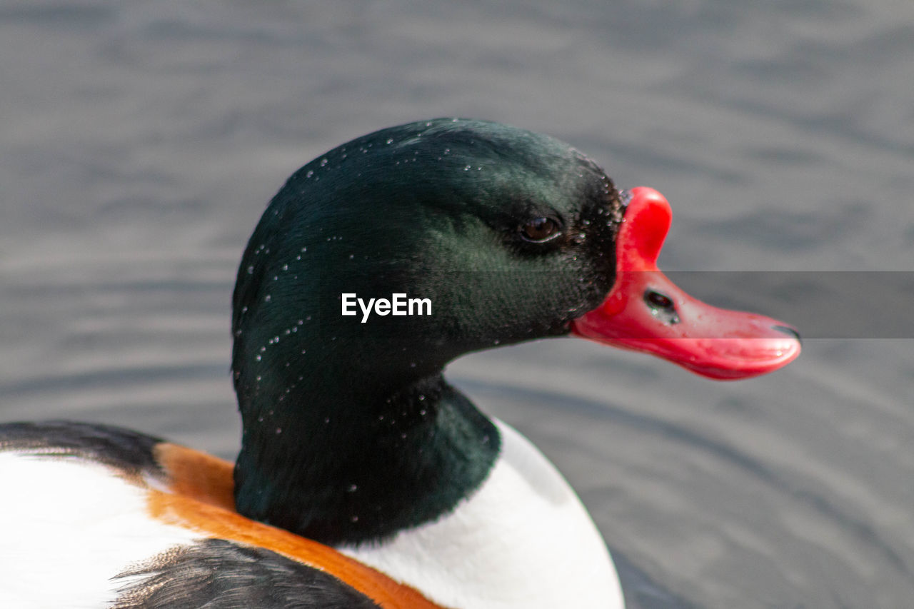 CLOSE-UP OF DUCK IN LAKE