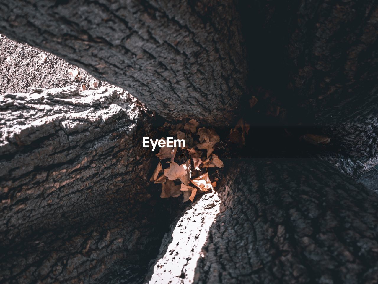 Close-up of logs in forest