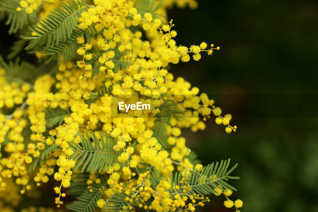 plant, yellow, flower, nature, beauty in nature, freshness, produce, flowering plant, growth, close-up, no people, shrub, tree, outdoors, leaf, branch, plant part, food, food and drink, green, rapeseed, focus on foreground, macro photography, day, sunlight, selective focus, land, blossom, fragility, environment