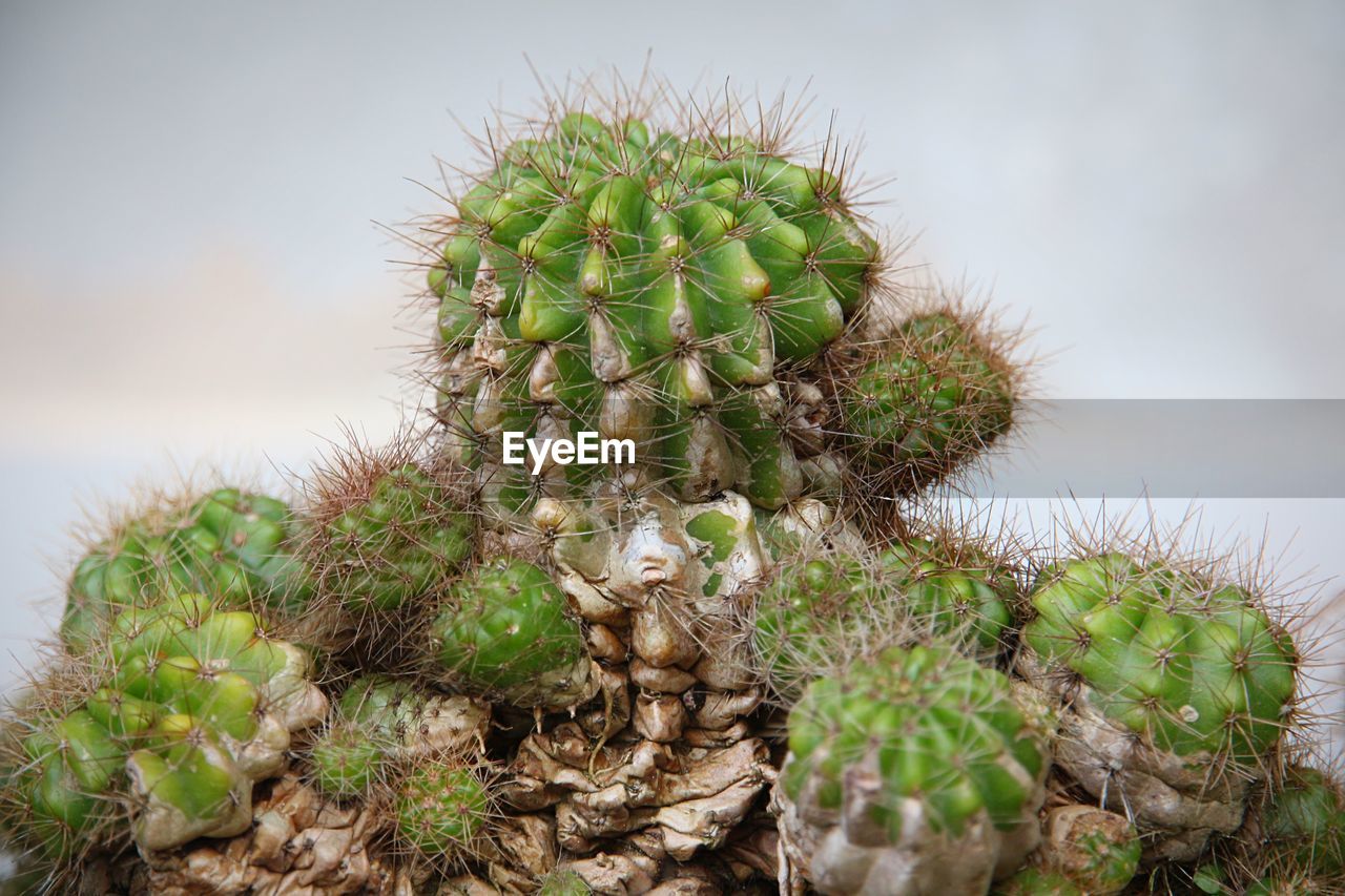 CLOSE-UP OF CACTUS PLANT