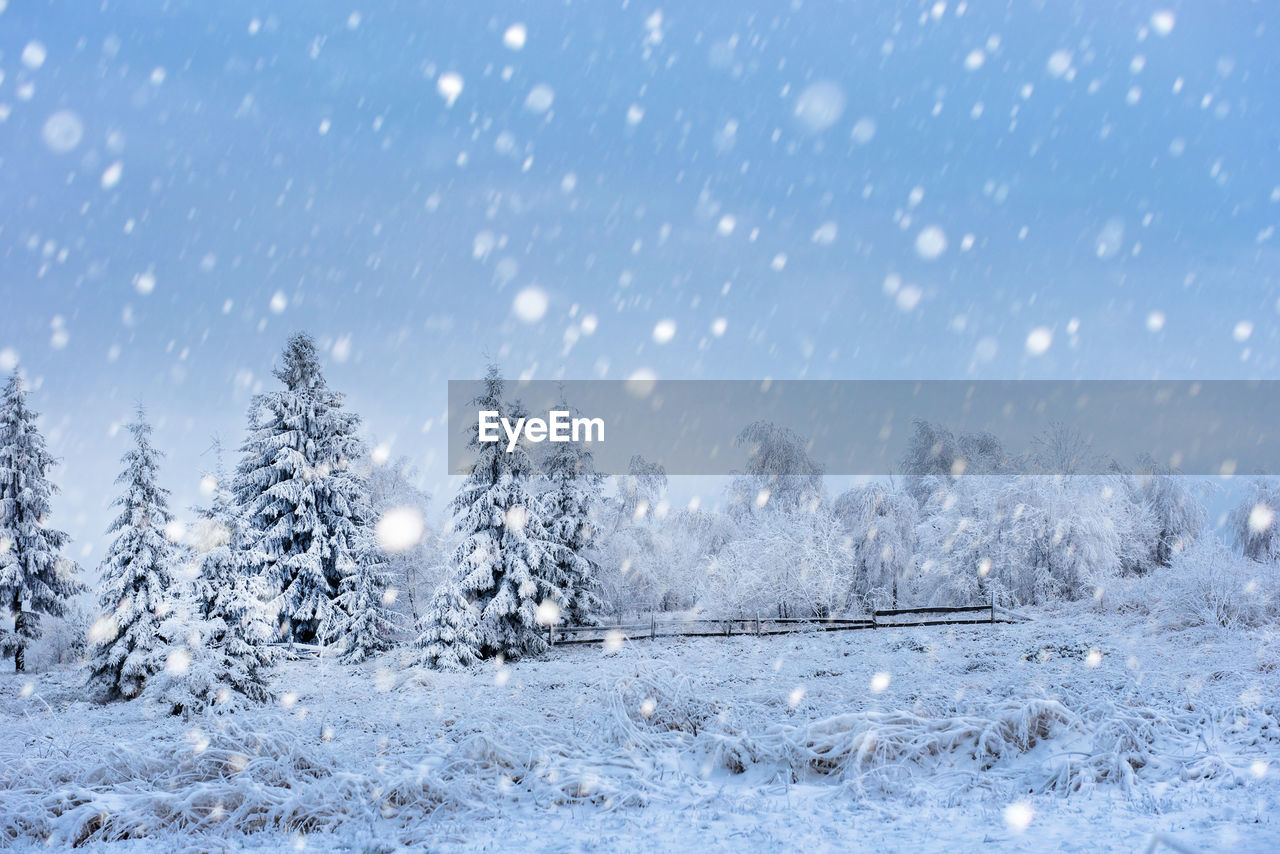 SNOW COVERED TREES