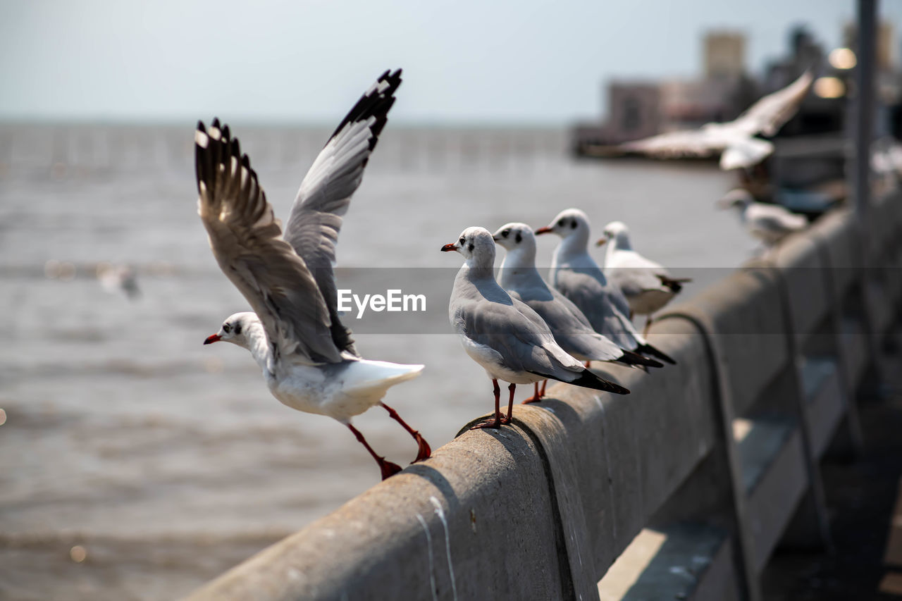 A seagull take off into the air for food hunting
