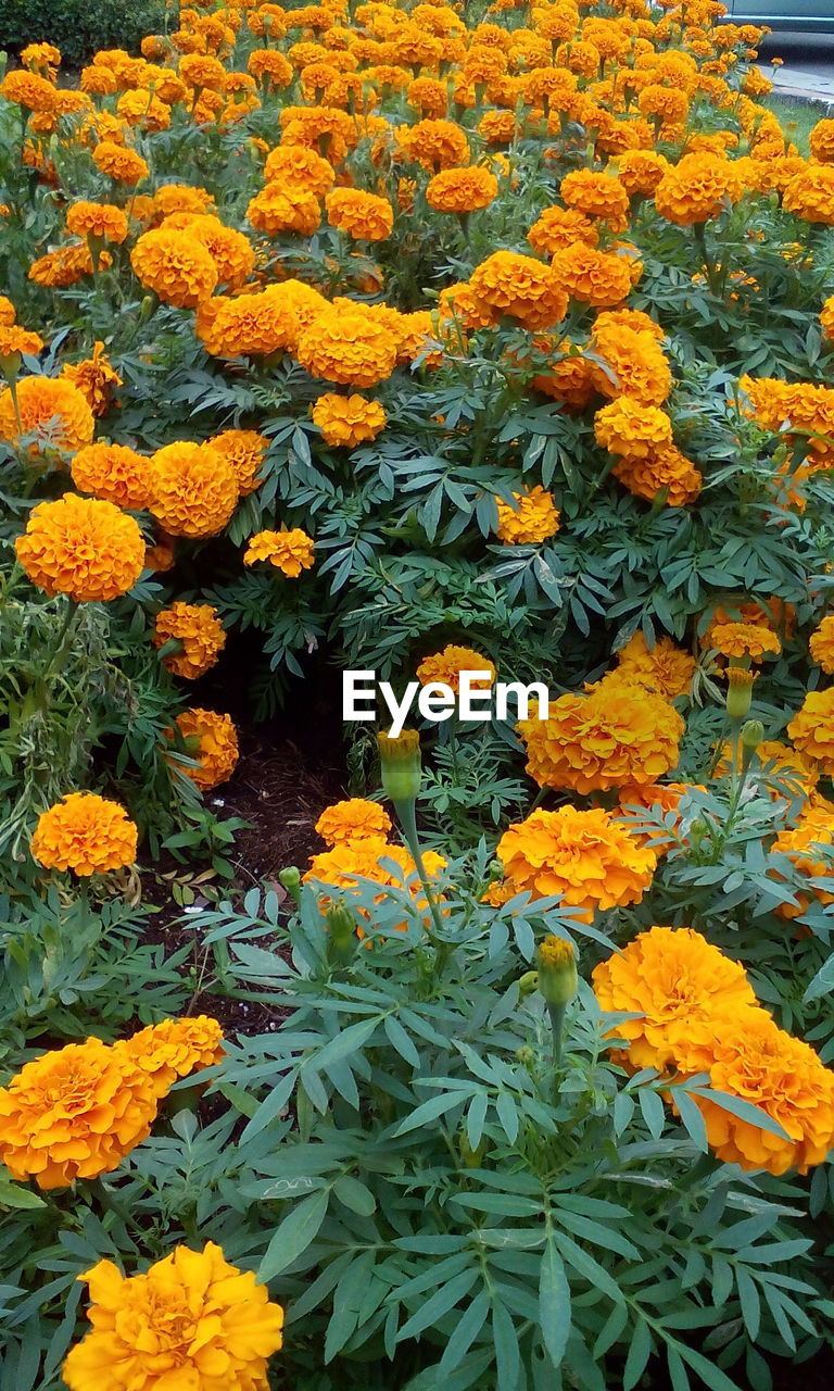 CLOSE-UP OF YELLOW FLOWERS BLOOMING