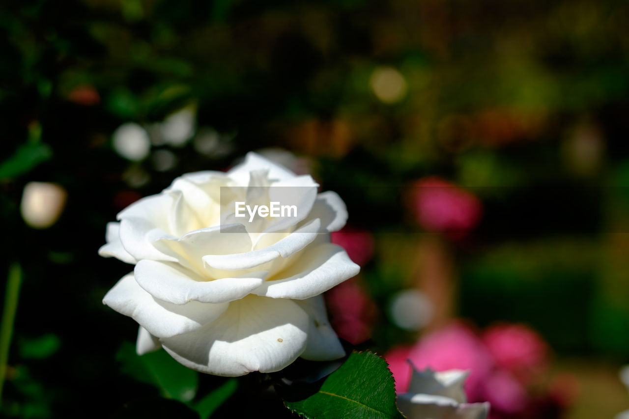 High angle view of white rose blooming in garden