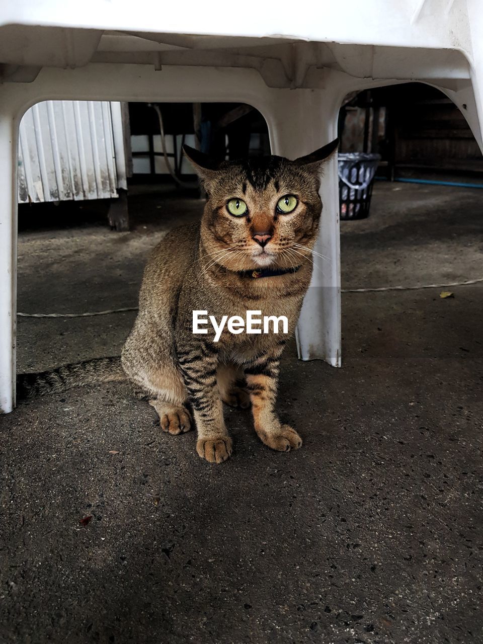 Portrait of cat sitting under chair