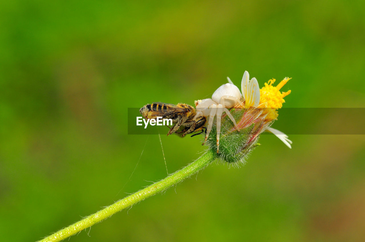 CLOSE-UP OF HONEY BEE ON FLOWER