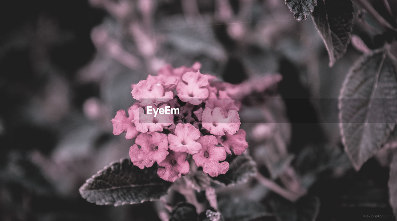 Close-up of pink lantana camara blooming outdoors