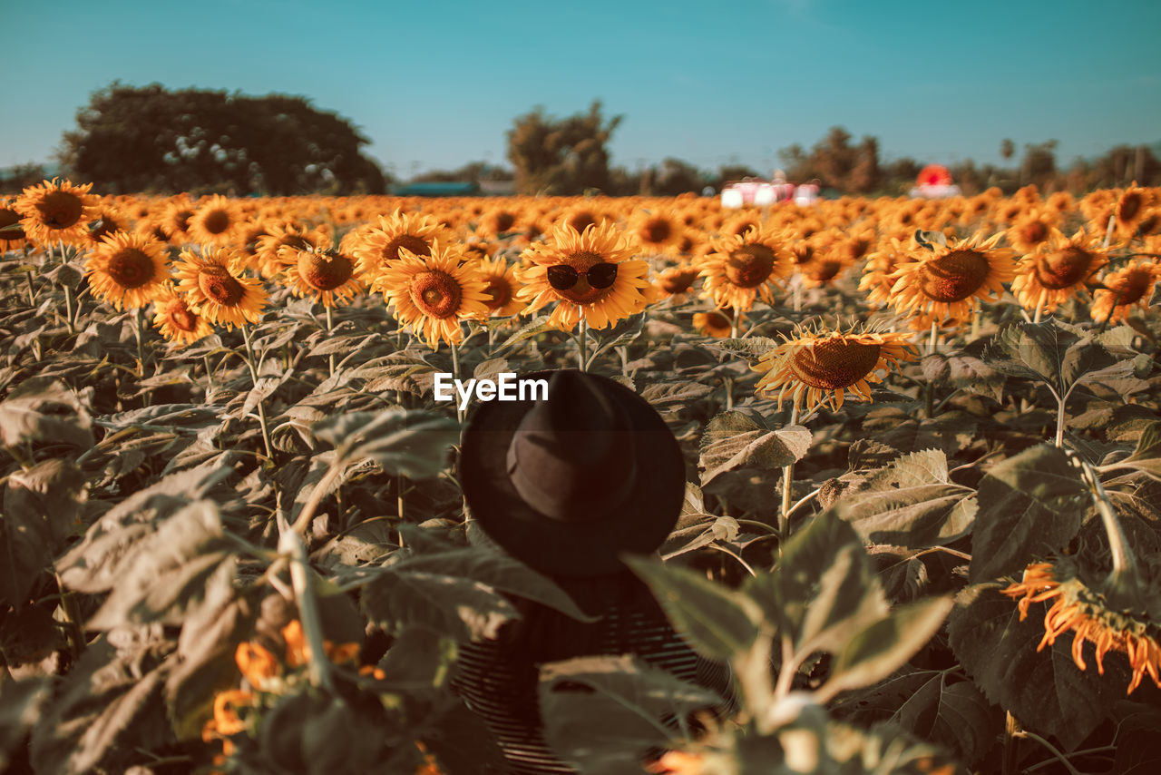 Rear view of woman wearing hat while sitting on sunflower field against sky