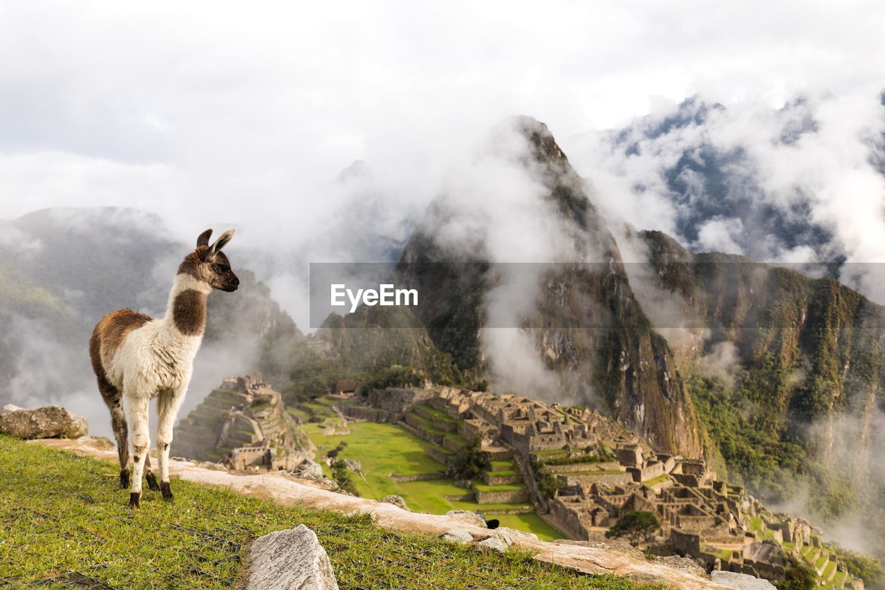 Llamas at machu pichu 
