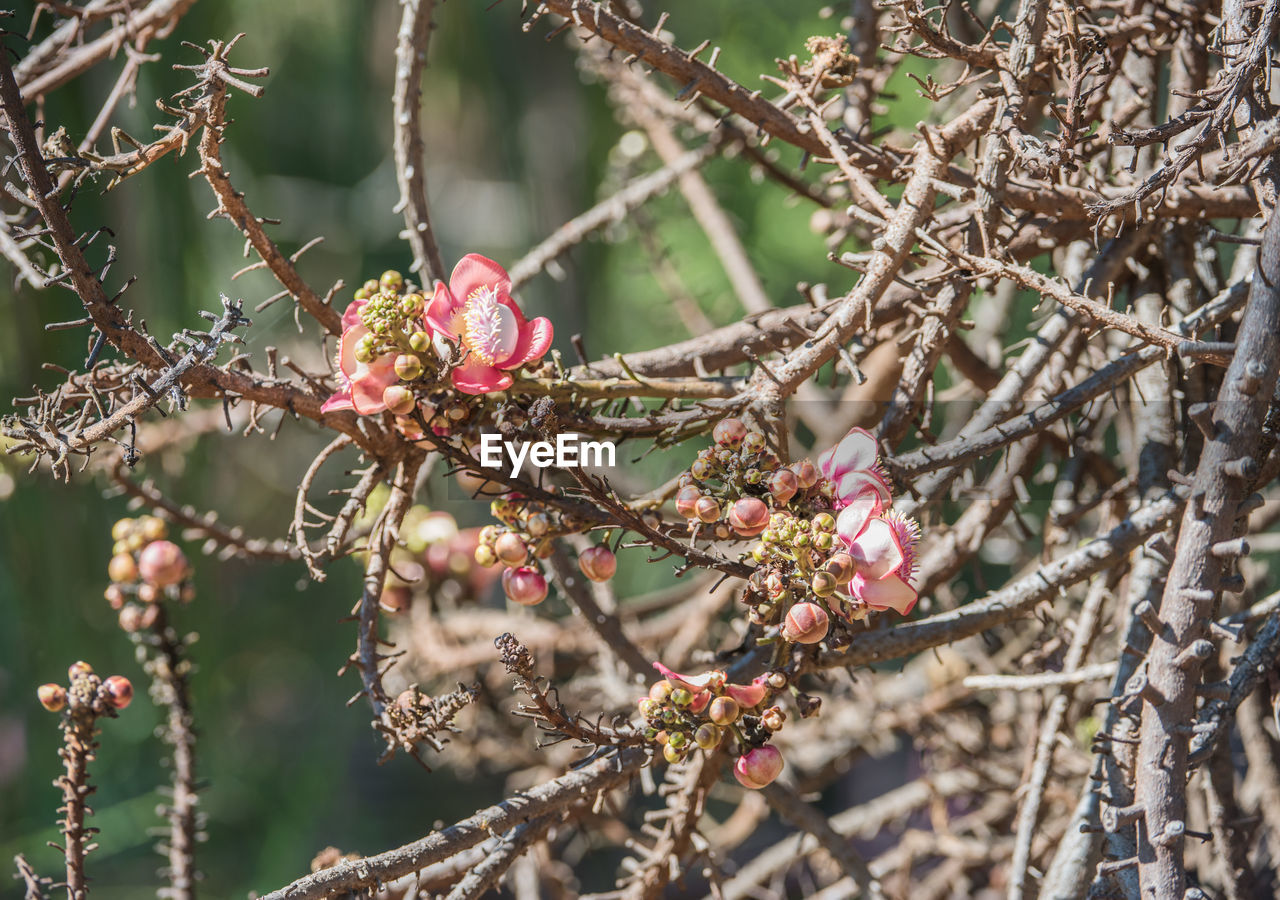 Close-up of cherry blossoms in spring