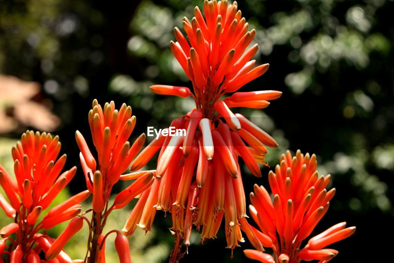 Close-up of red flowering plant