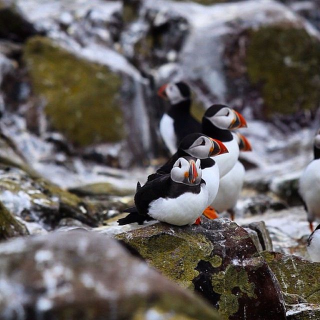 BIRDS PERCHING ON ROCK