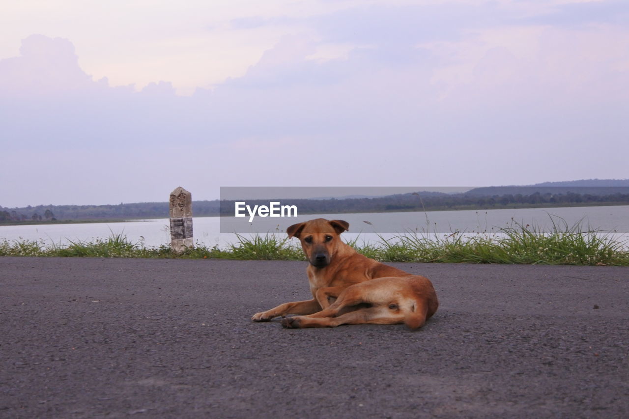 A dog and a nature view.