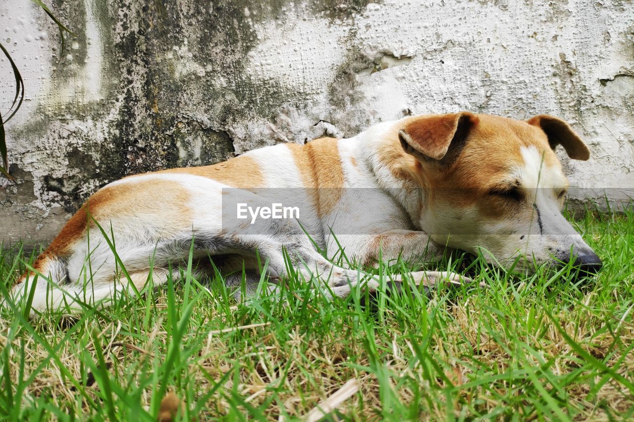 VIEW OF A DOG RESTING IN FIELD