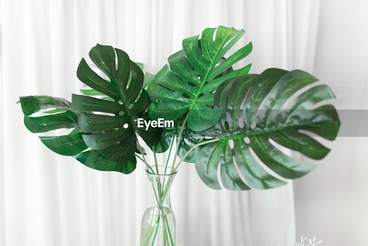 CLOSE-UP OF GREEN PLANT IN VASE