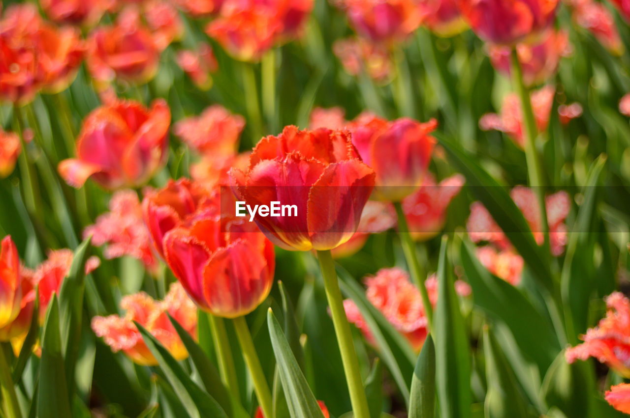 CLOSE-UP OF RED FLOWERS ON FIELD