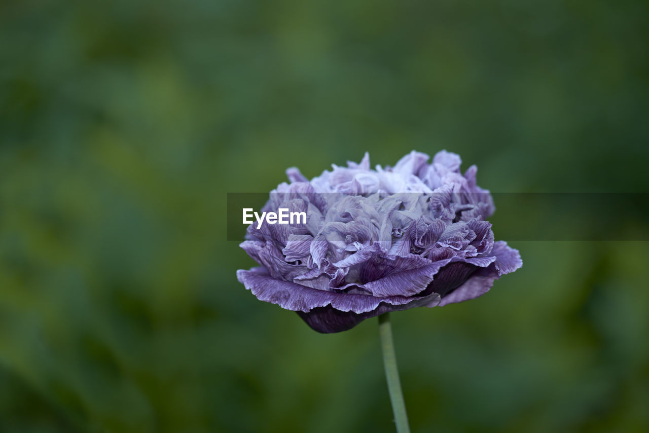 close-up of purple flower
