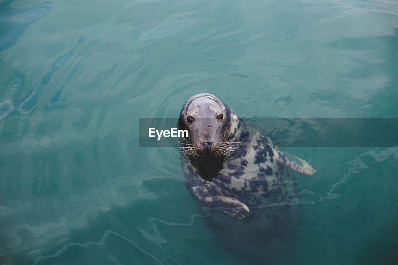 High angle view of seal swimming in sea