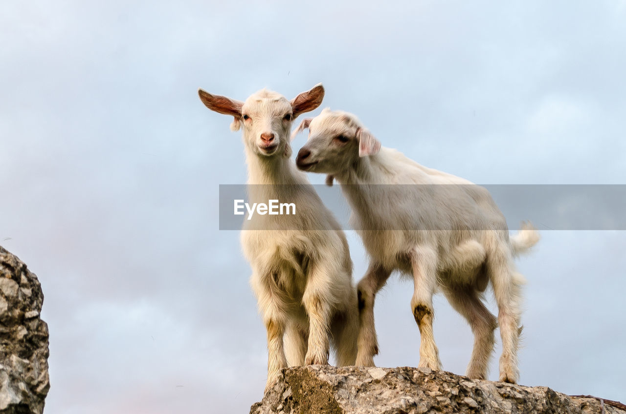 Portrait of goats against the sky