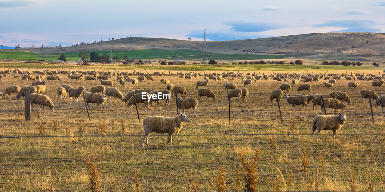 FLOCK OF SHEEP IN FARM