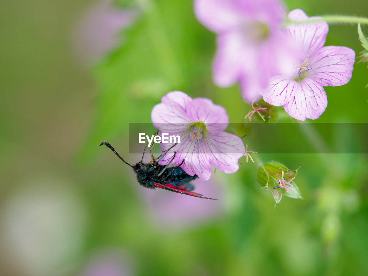 CLOSE-UP OF BUTTERFLY POLLINATING ON PINK FLOWER