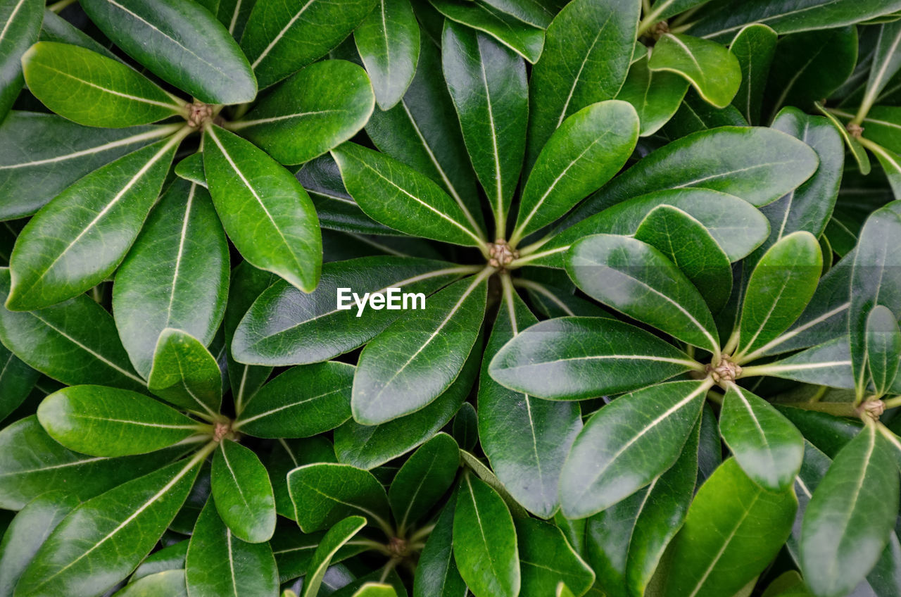 CLOSE-UP OF GREEN LEAVES