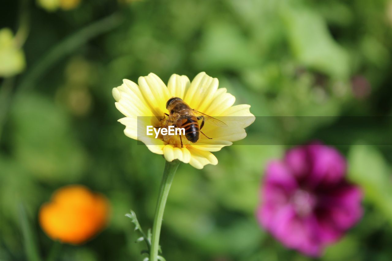 CLOSE-UP OF BEE POLLINATING ON YELLOW FLOWER