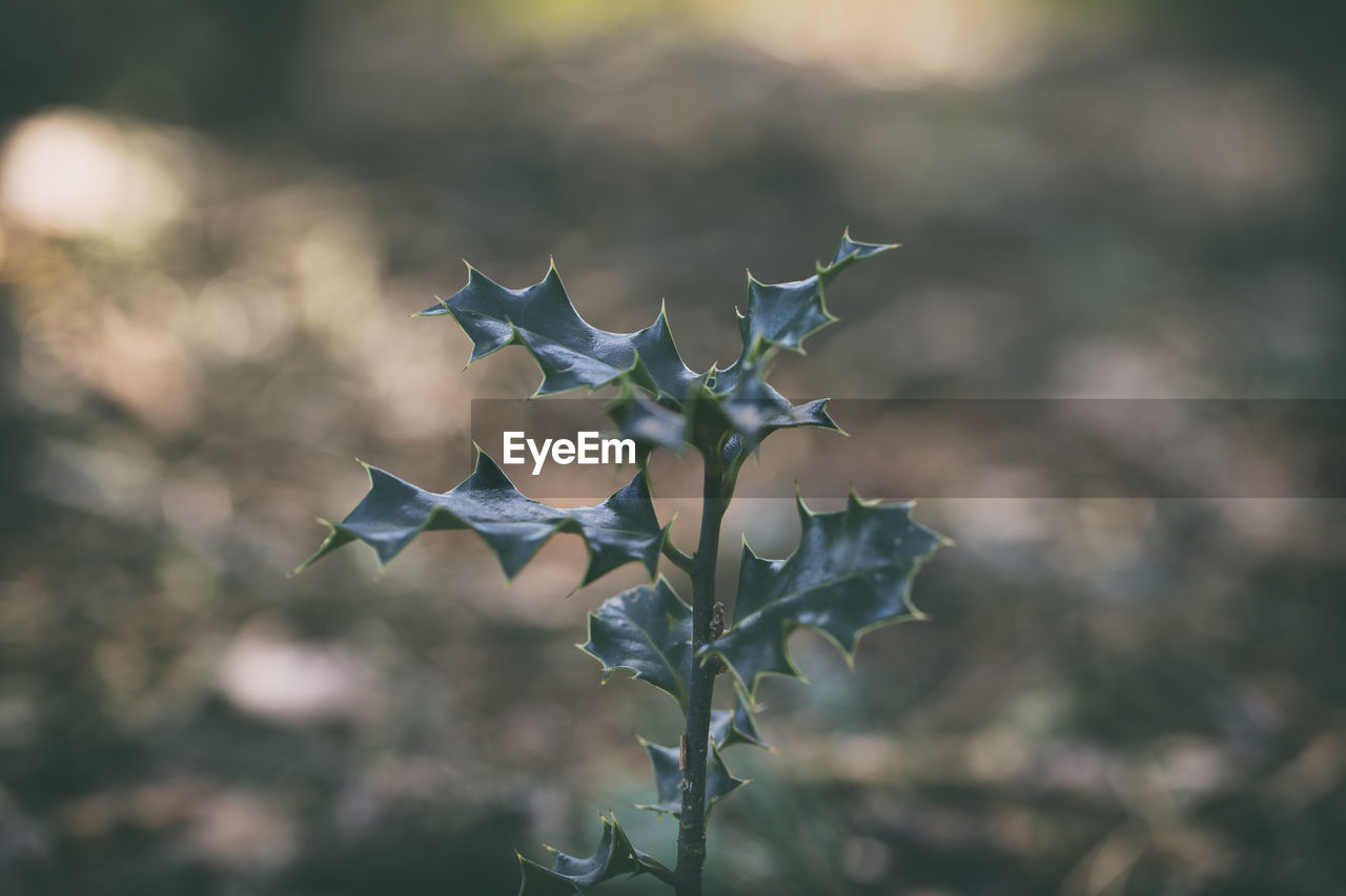 Close-up of flowering plant against blurred background