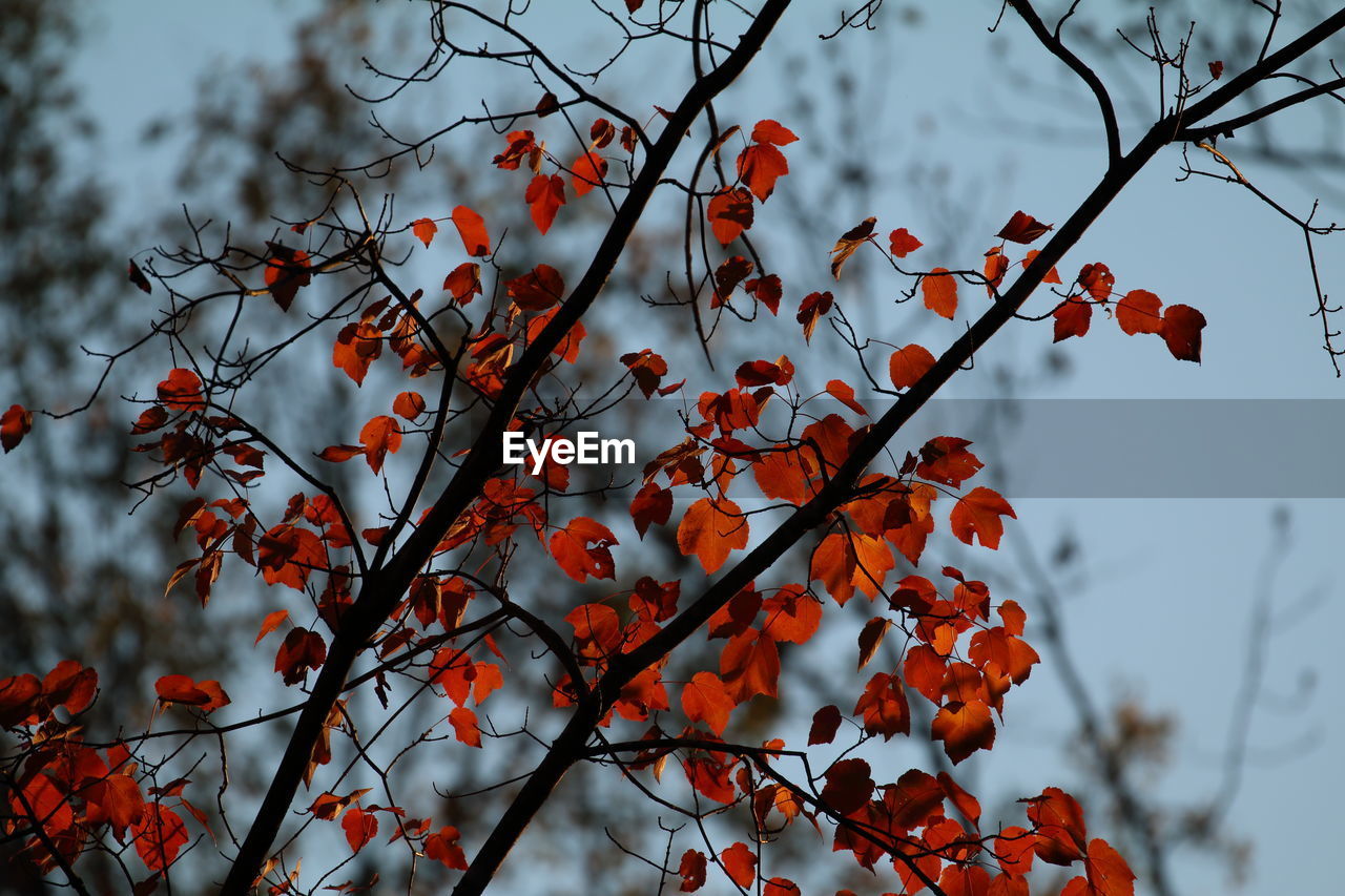 LOW ANGLE VIEW OF TREE