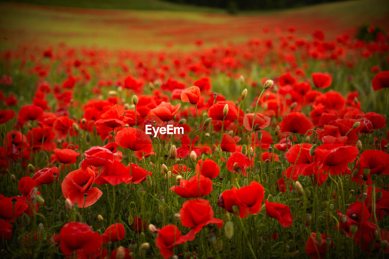 RED POPPY FLOWERS IN FIELD