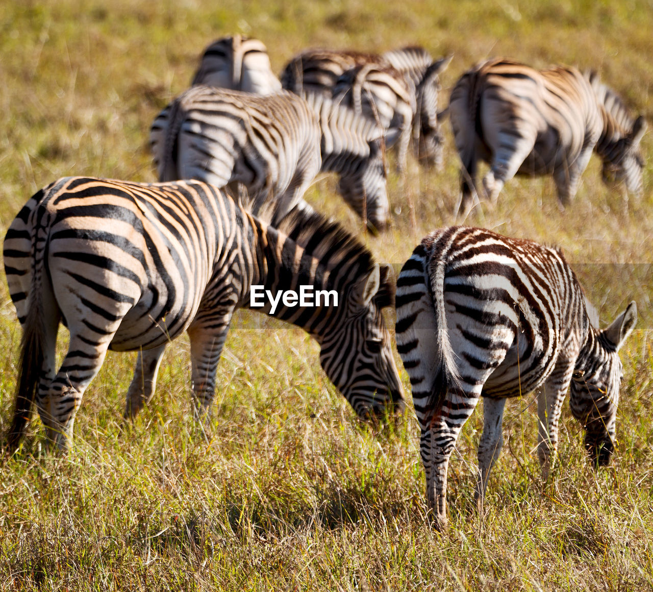 ZEBRAS ON THE FIELD