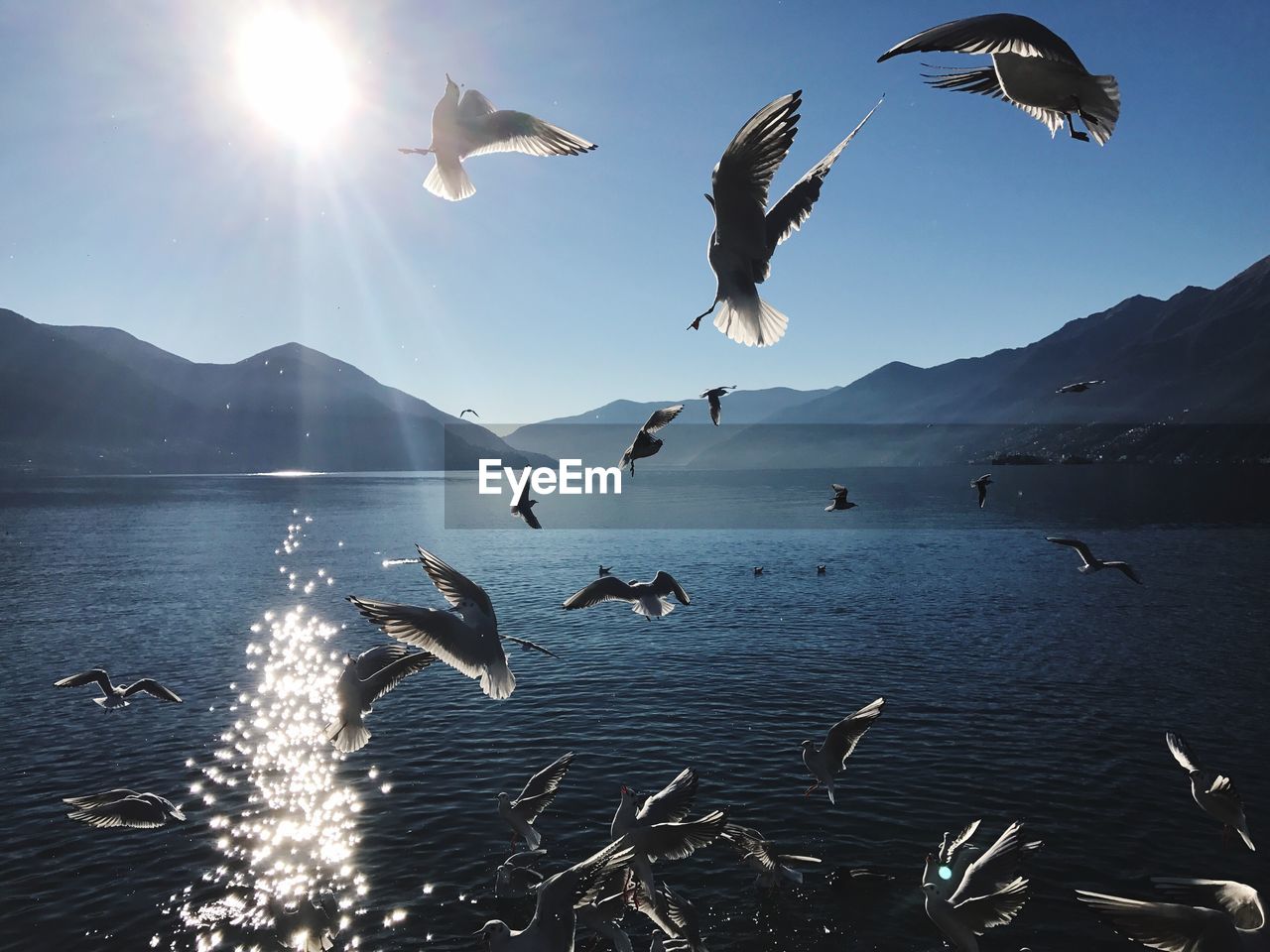 BIRDS FLYING OVER SEA AGAINST MOUNTAIN