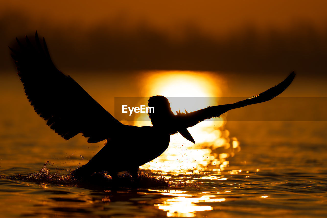 silhouette bird flying over sea