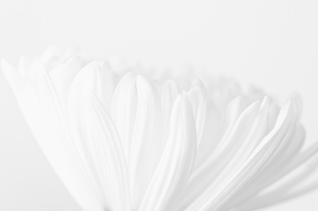 Close-up of white daisy petals