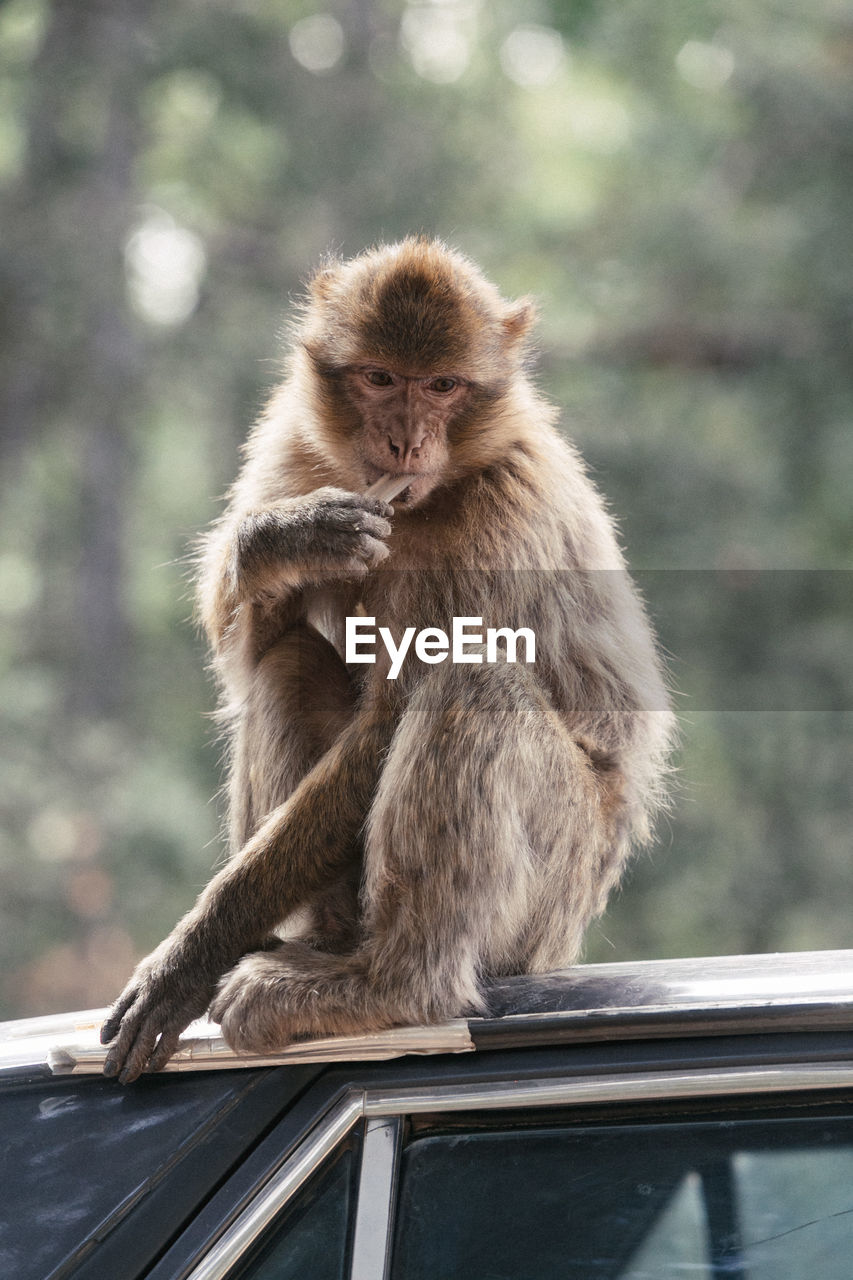 Close-up of monkey sitting outdoors