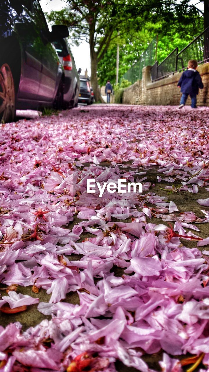 Pink blossom on pavement