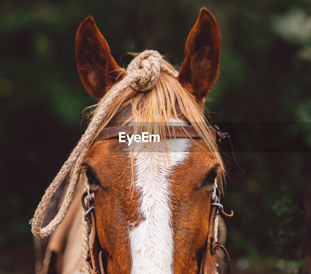 Close-up of a horse