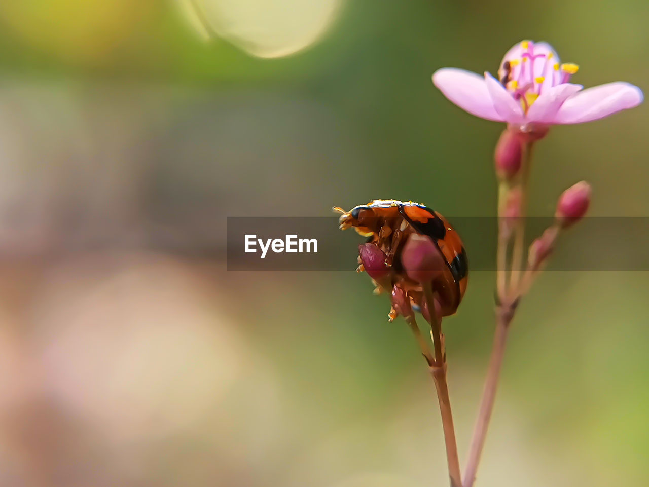 Ladybugs and pink flowers