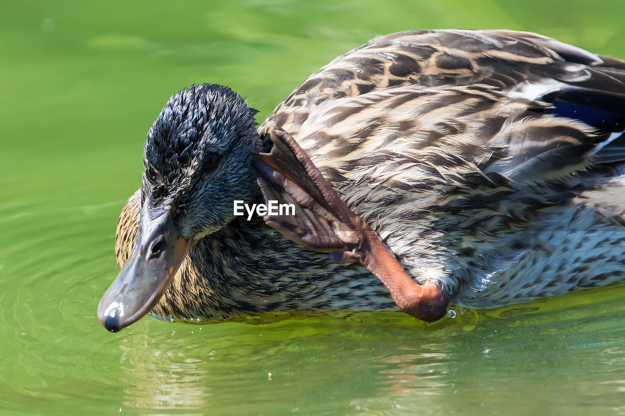 CLOSE-UP OF MALLARD DUCKS SWIMMING ON LAKE