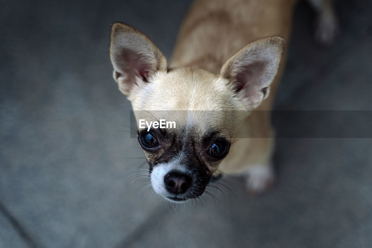 Close-up of a pedigree dog, of the breed chihuahua