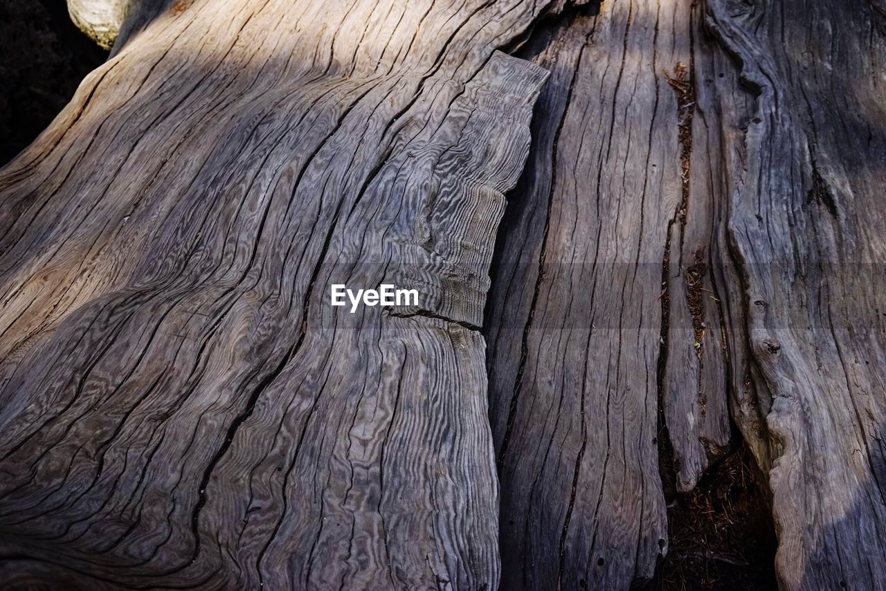 Close-up of tree trunk