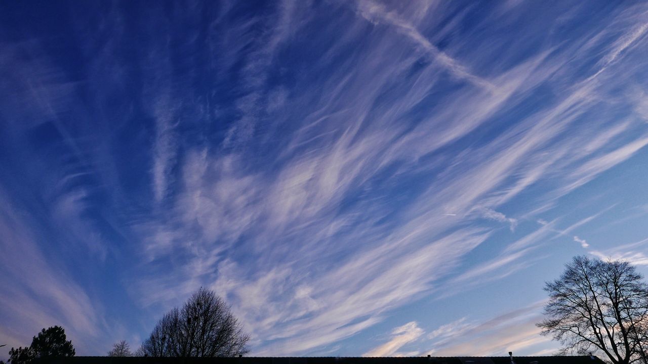 High section of bare trees against blue sky