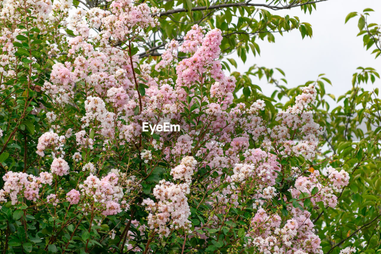 Close-up of pink cherry blossoms in spring