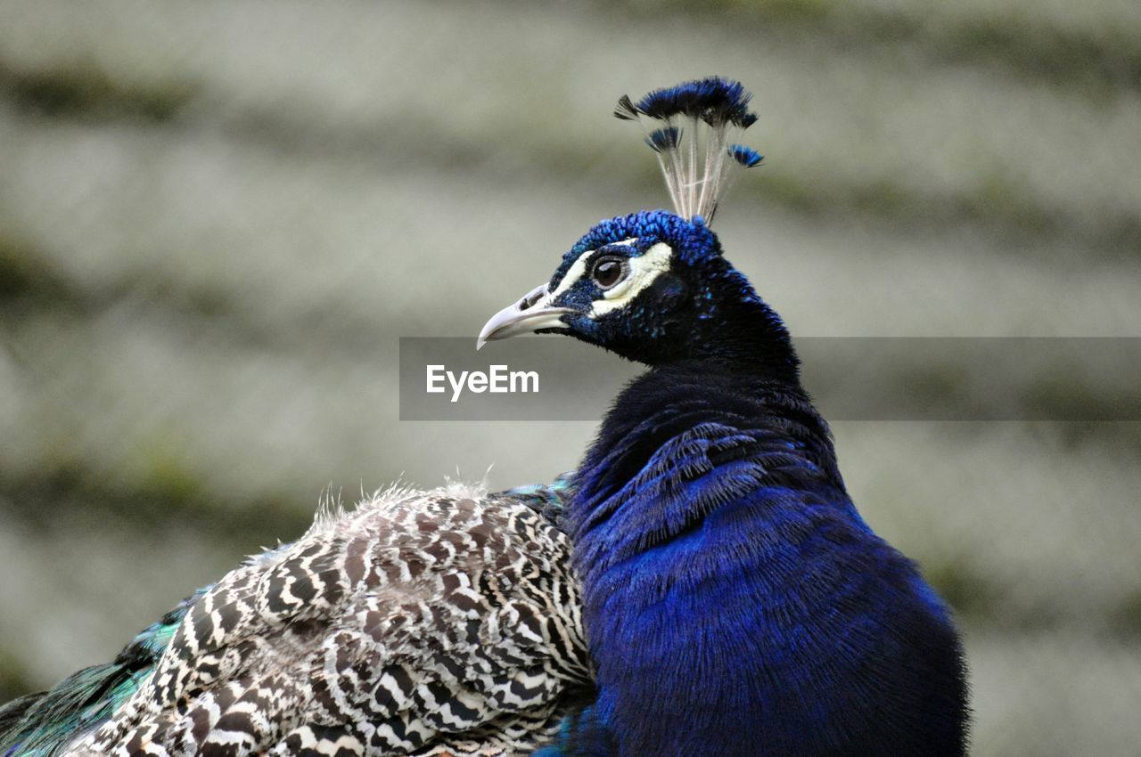 Close-up of peacock