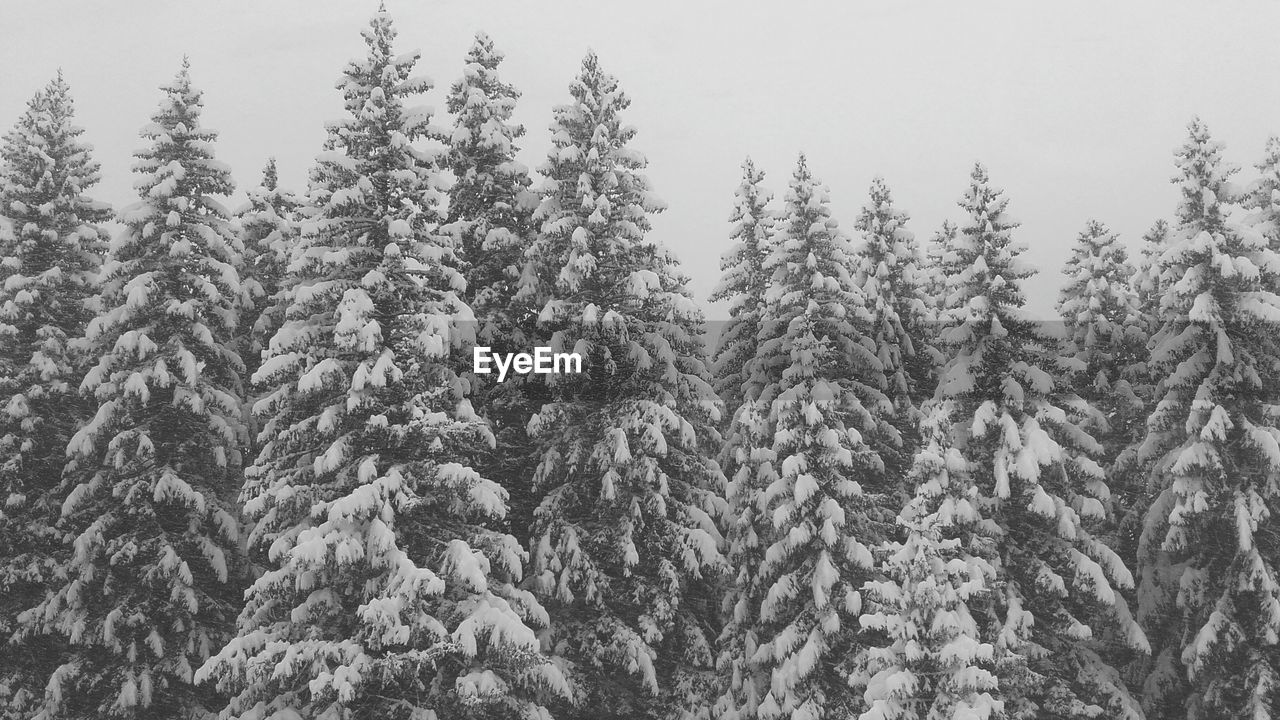 Snow covered trees in forest