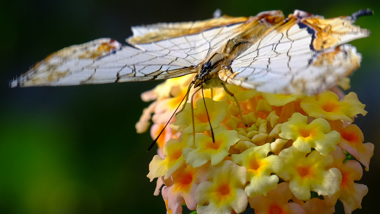 Close-up of butterfly on lantana flowers