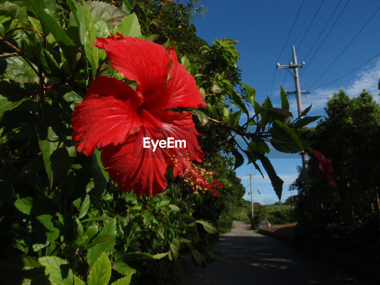 Close-up of red flower