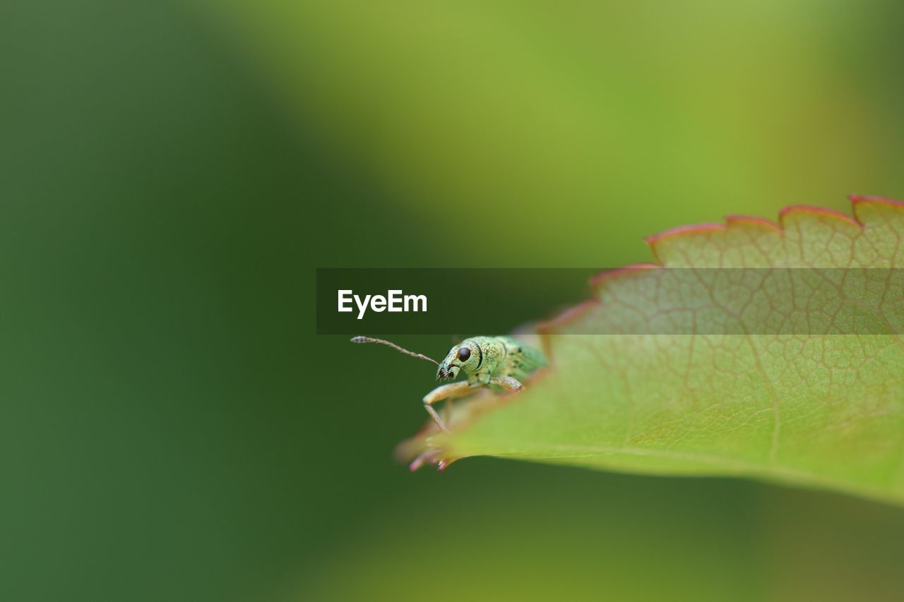 CLOSE-UP OF GRASSHOPPER