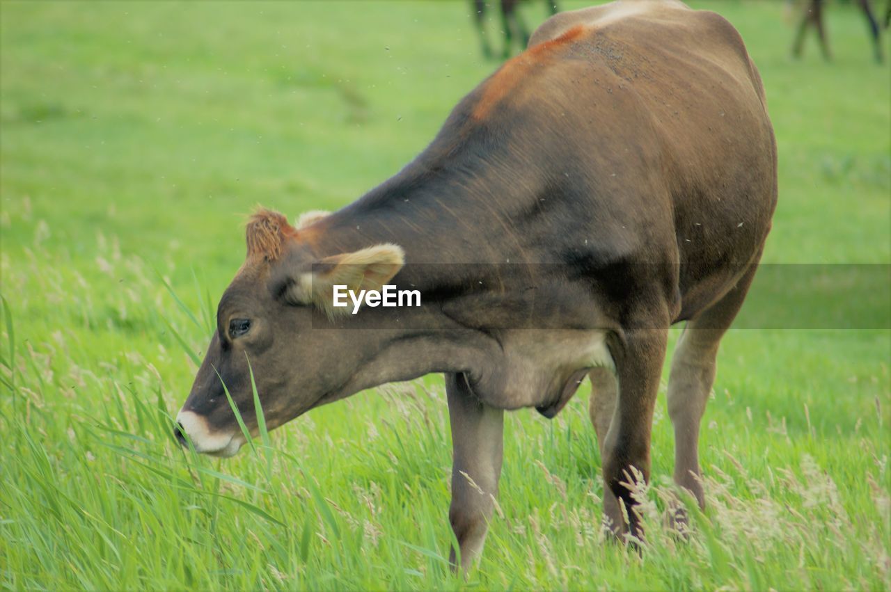 CLOSE-UP OF SHEEP EATING GRASS