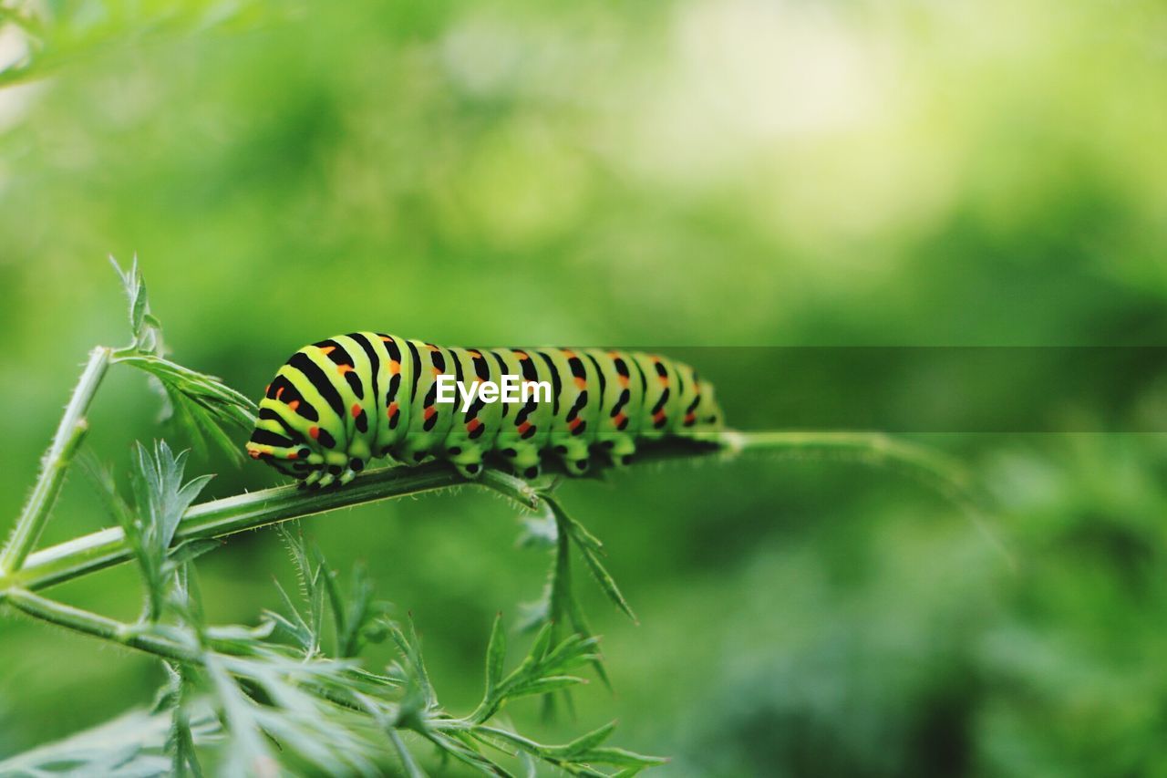 Close-up of caterpillar crawling on stem